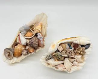 95 MixofSeaShells