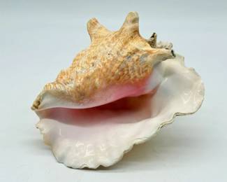 140 LargeQueenConchShell