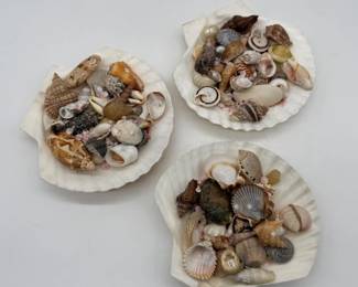 112 MixofSeaShells