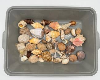 90 MixofSeaShells