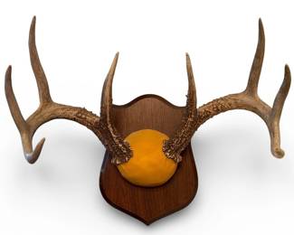 Eight Point Whitetail Deer Taxidermy Antler Mount