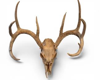 Nine Point Whitetail Deer European Taxidermy Antler Mount