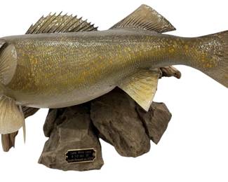 Vintage Walleye Taxidermy Fish Mount