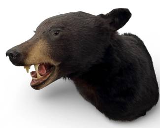Large Black Bear Taxidermy Head