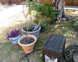 Selection of Plants and Pots