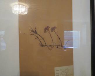 Pressed Botanical Prints - These are Real Flowers