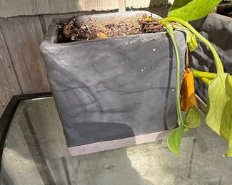 Modern Square Concrete Planter with Ficus Lyrata