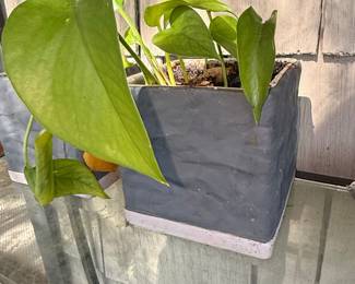 Pothos Plant in Dark Gray Square Planter