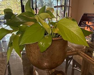 Golden Pothos Plant in Vintage Ceramic Pot