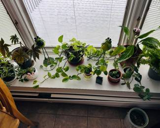 Many healthy house plants