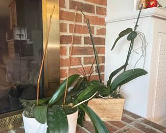 Phalaenopsis Orchid Plants