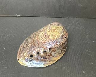 Polished Red Abalone Shell