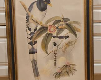 Uroccisa Cucullata, Gould Lithograph