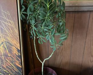 Dwarf Umbrella Tree