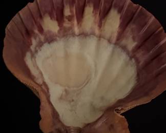 Lion's Paw Scallop Shell
