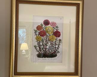 Framed & Matted Botanical Print of Portulaca Grandiflora Flore Pleno