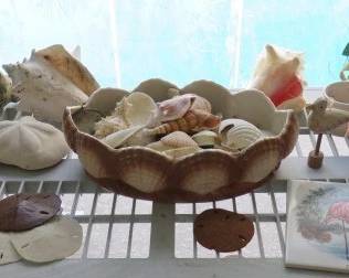 Seashells