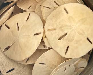 Massive Shell Collection