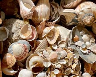 Massive Shell Collection