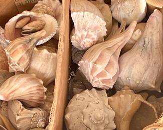 Massive Shell Collection