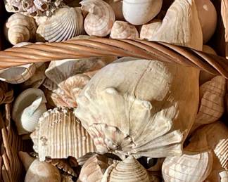 Massive Shell Collection