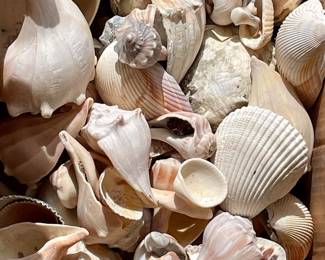 Massive Shell Collection