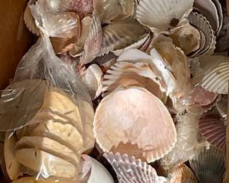 Massive Shell Collection