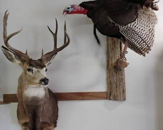 Deer  Turkey
