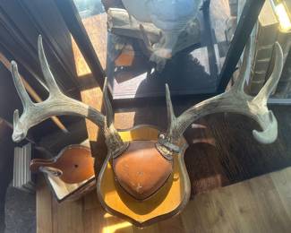 Mounted deer shed