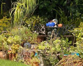 Potted Plants and Garden delights