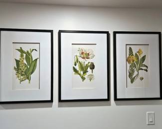 Set of 3 Framed Botanical Prints Wall Art Black Frames 20x27.5