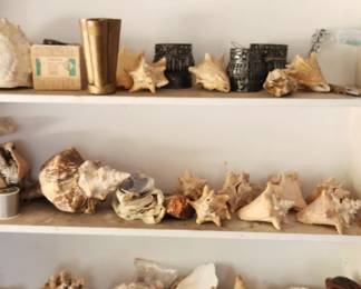 Shells - 