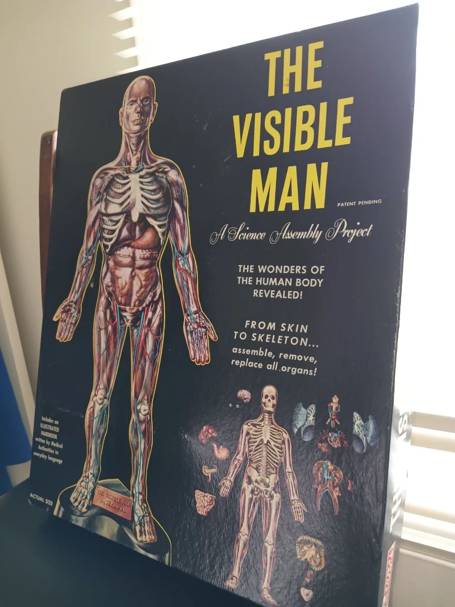 The Visible Man Model in Original box