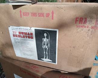 35" Plastic Human Skeleton Model in Original Box
