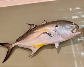 Amberjack