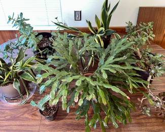 Beautiful healthy potted plants