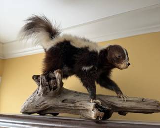 Taxidermy skunk
