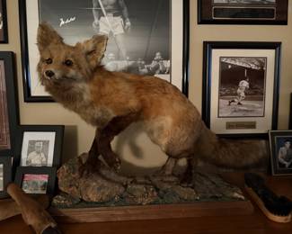 Taxidermy coyote
