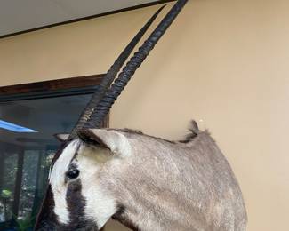 African Gemsbok mount in beautiful condition 