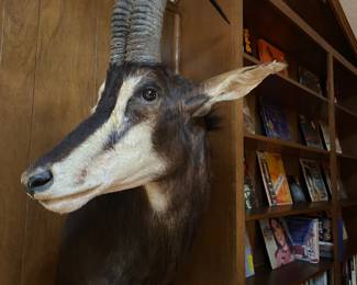 African Sable mount. Stunning condition 