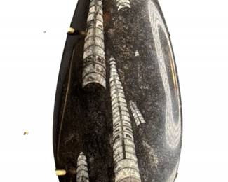 140 STUNNINGPOLISHEDORTHOCERASFOSSIL400MillionYearsOldMorocco