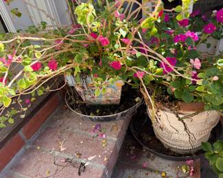 so many plants for sale