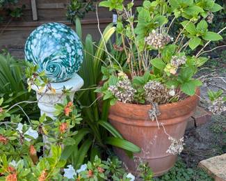 plants multipe for sale