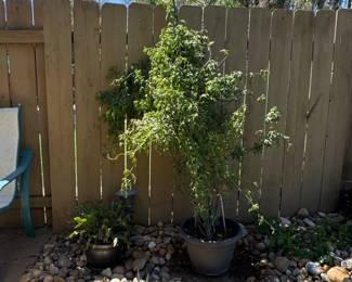 Outdoor Potted Jasmine Plant