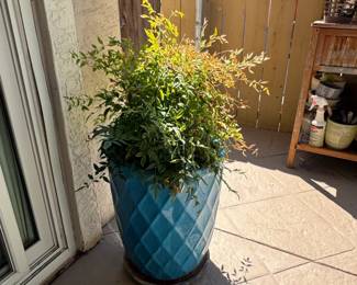 Nandina Gulf Stream Heavenly Bamboo in DiamondPatterned Ceramic Planter