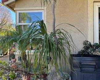 Ponytail Palm Beaucarnea recurvata