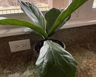 Fiddle Leaf Fig Tree Ficus lyrata