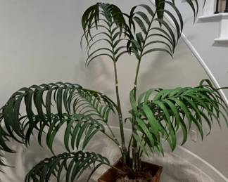 Parlor Palm Chamaedorea elegans