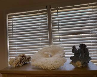 Large piece of coral, flanked by 2 other pieces of coral. (Please do not pick up, unless you intend to purchase).