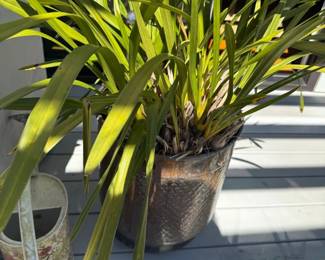 Cymbidium Orchid Plant in Textured Metal Pot